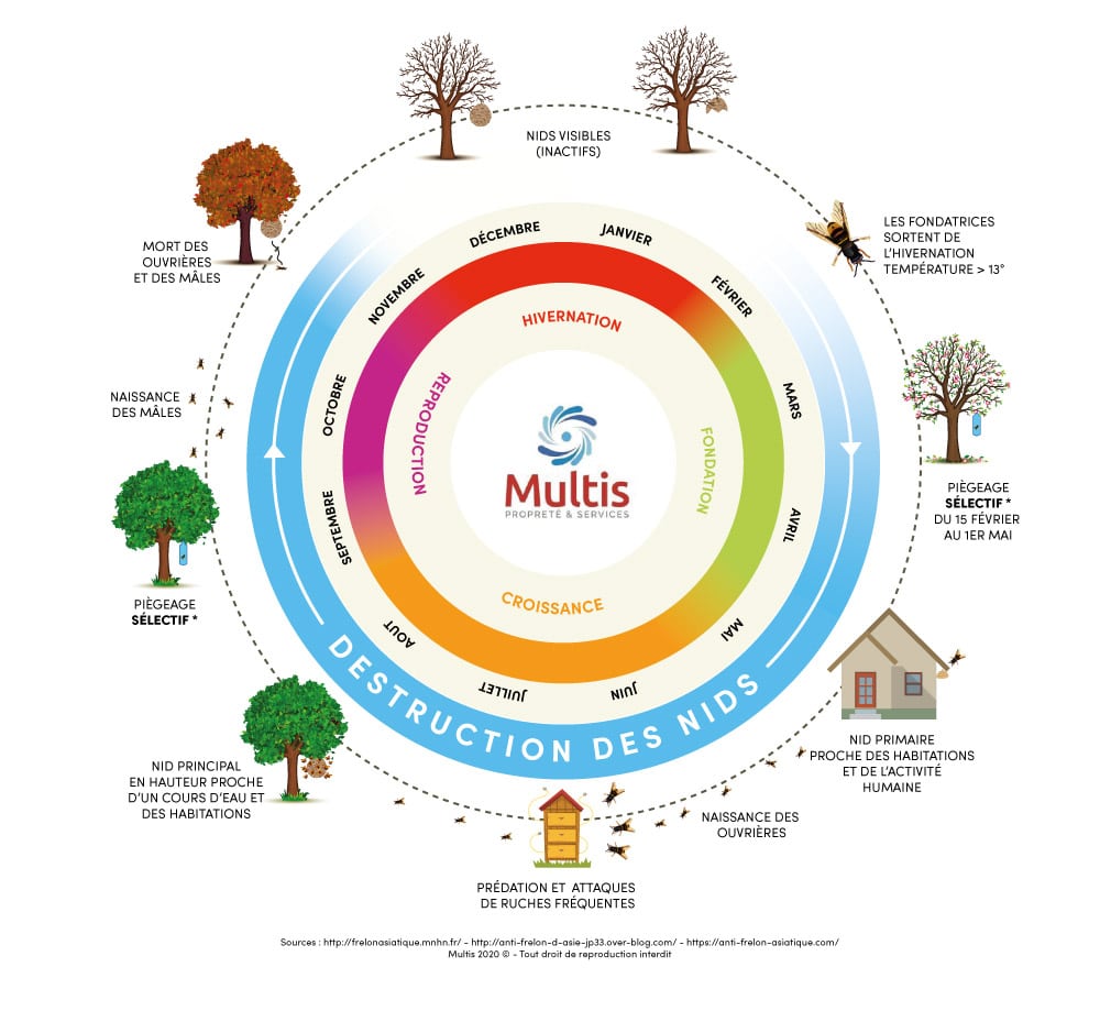 Cycle de vie des Frelons asiatiques - Multis 36