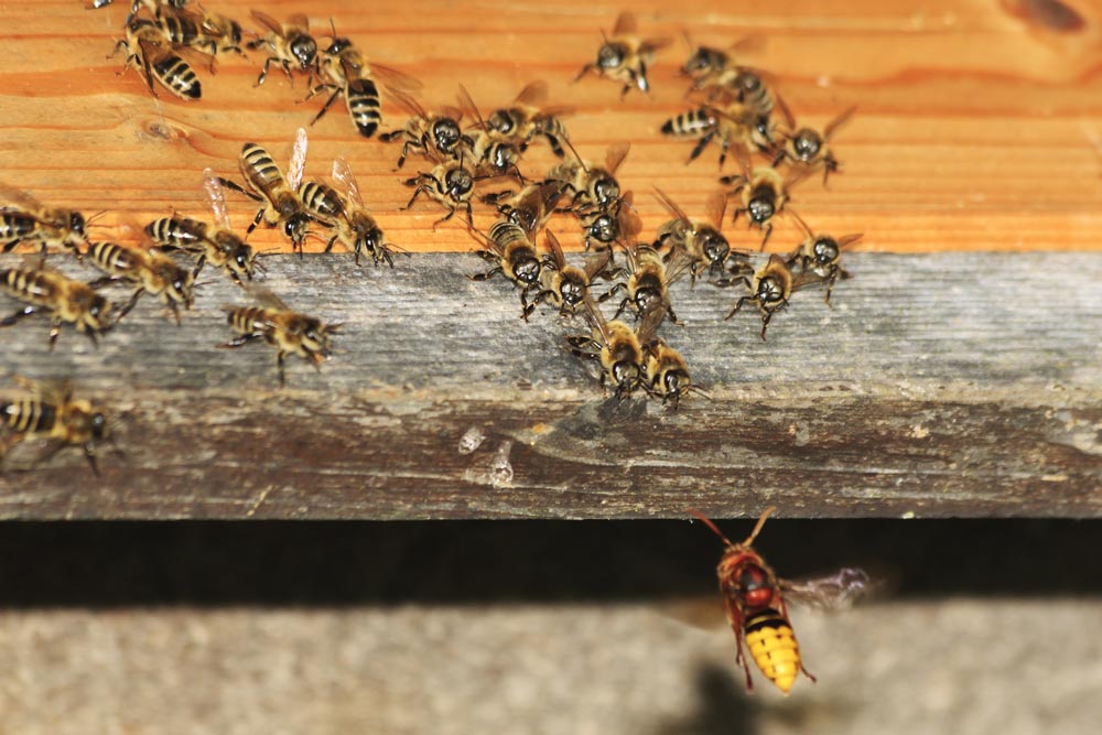 Frelons asiatiques attaque d'une ruche par des abeilles - Multis 36 propreté