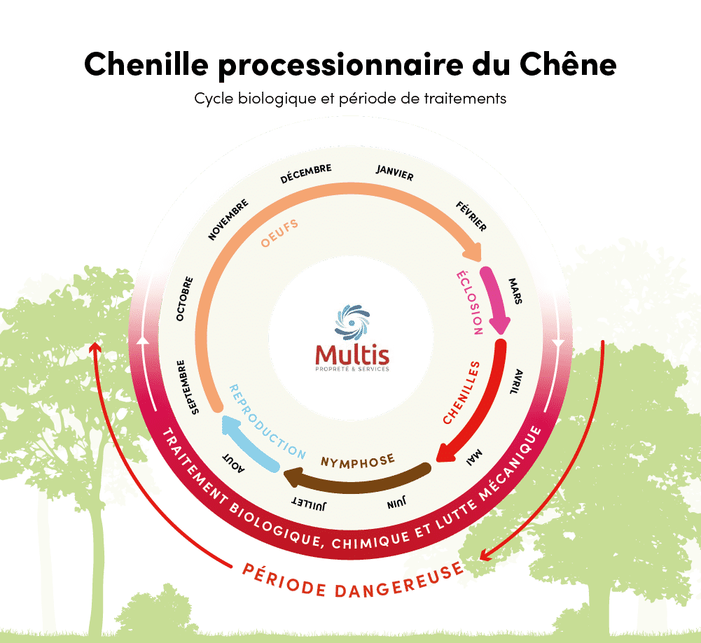 Traitement des chenilles processionnaires du chêne - Cycle de vie - Multis 36