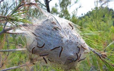 Comment se débarrasser des chenilles processionnaires ?