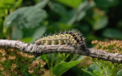 Quand poser le piège à chenille processionnaire du pin : le guide